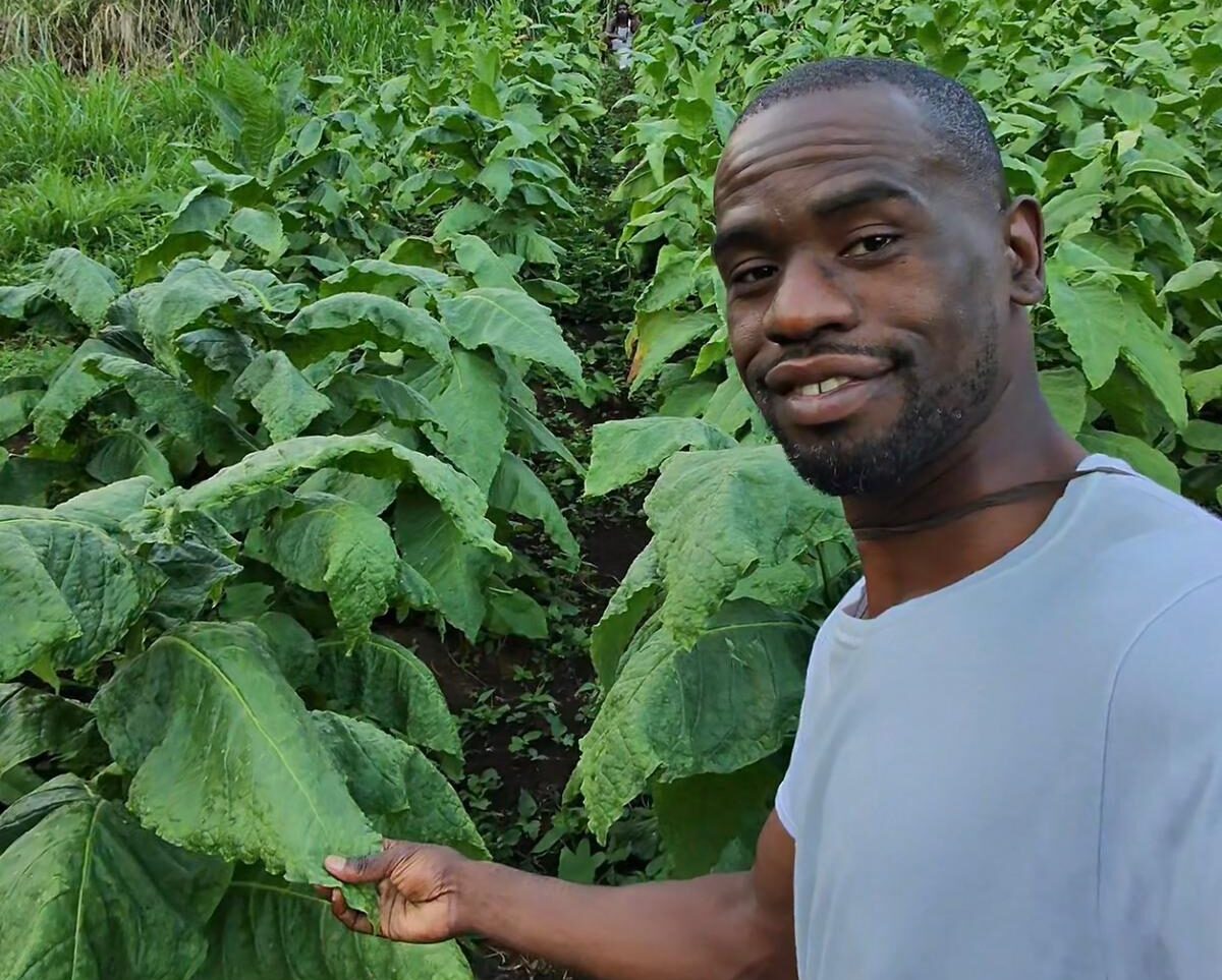 Farmer of HIGH LIEAF - Premium Caribbean Grabba Tobacco | Vincy Local